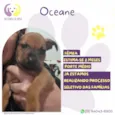 Oceane