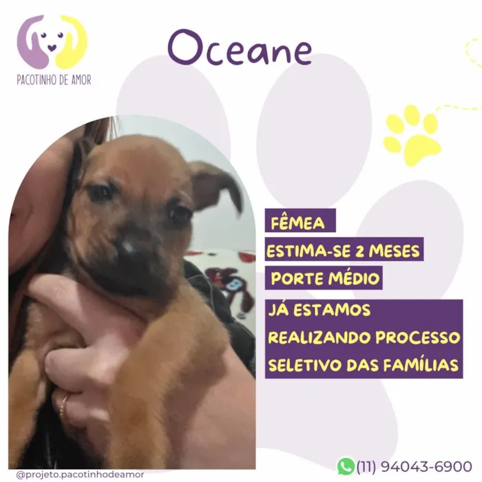 Cachorro raça SRD-ViraLata idade 2 a 6 meses nome Oceane