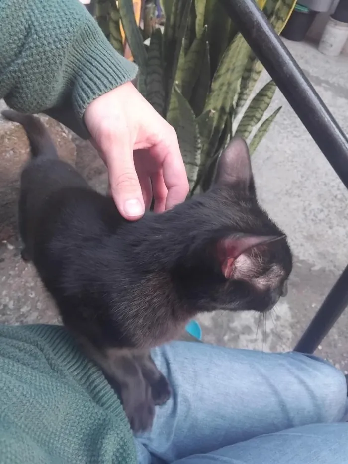 Gato raça SRD-ViraLata idade 6 ou mais anos nome Sabrina