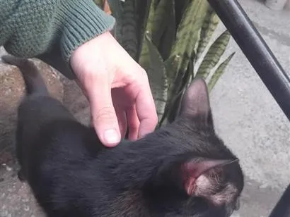 Gato raça SRD-ViraLata idade 6 ou mais anos nome Sabrina