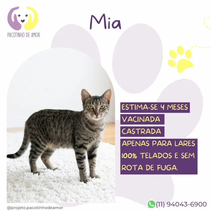 Gato raça SRD-ViraLata idade 2 a 6 meses nome Mia