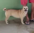 Bela