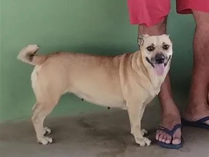 Cachorro raça SRD-ViraLata idade 6 ou mais anos nome Bela