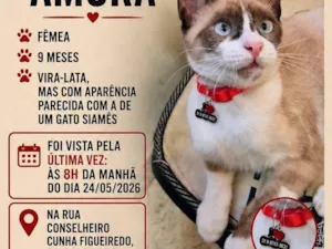 Gato raça SRD-ViraLata idade 7 a 11 meses nome Amora