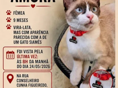 Gato raça SRD-ViraLata idade 7 a 11 meses nome Amora