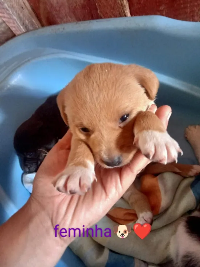 Cachorro raça SRD-ViraLata idade 2 a 6 meses nome marrom e branquinha