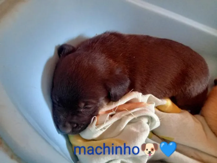 Cachorro raça SRD-ViraLata idade 2 a 6 meses nome marrom e branquinha