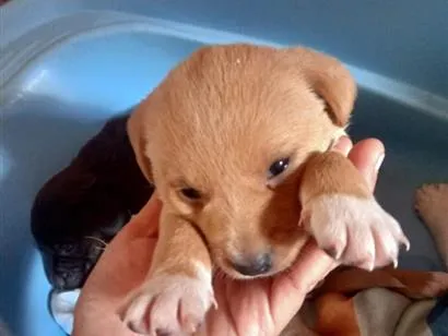 Cachorro raça SRD-ViraLata idade 2 a 6 meses nome marrom e branquinha