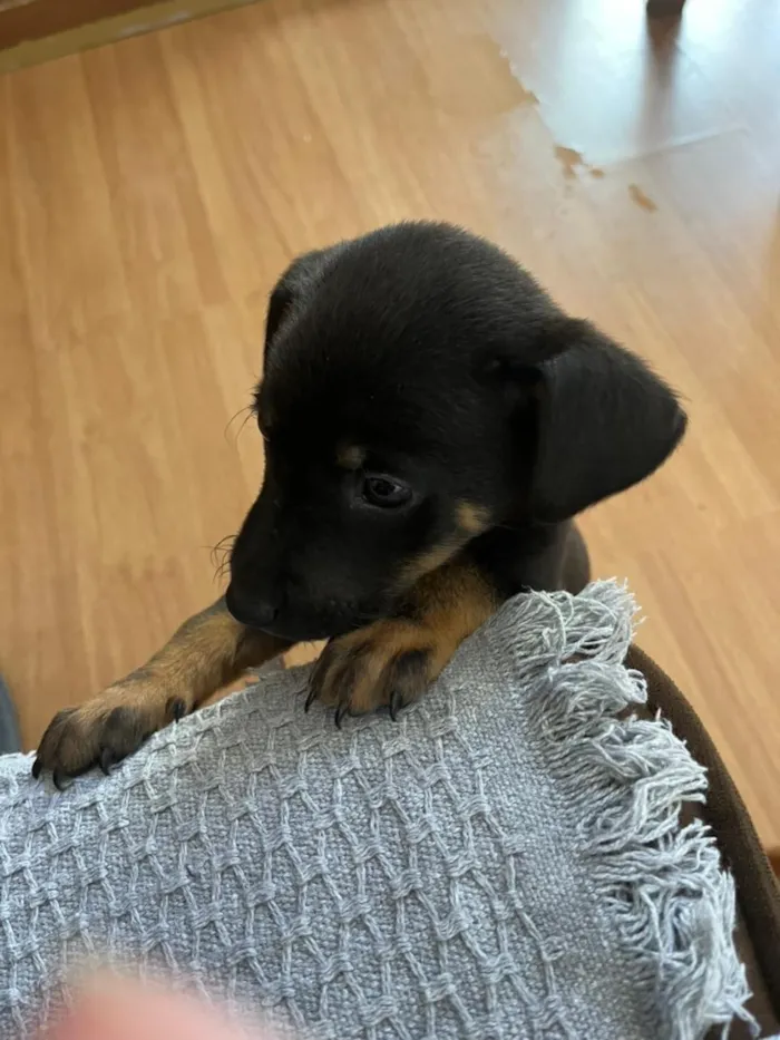 Cachorro raça SRD-ViraLata idade Abaixo de 2 meses nome Blaze