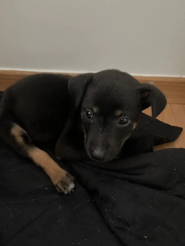 Cachorro raça SRD-ViraLata idade Abaixo de 2 meses nome Blaze