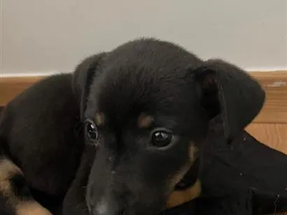 Cachorro raça SRD-ViraLata idade Abaixo de 2 meses nome Blaze