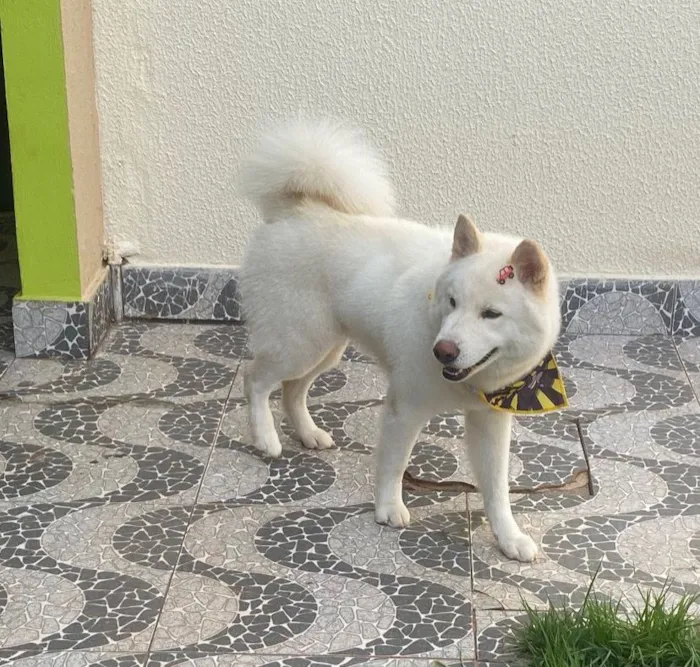 Cachorro raça SRD-ViraLata idade 3 anos nome Luke