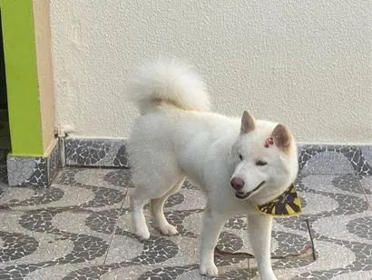 Cachorro raça SRD-ViraLata idade 3 anos nome Luke