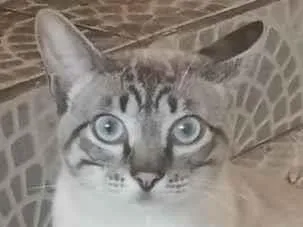 Gato raça SRD-ViraLata idade 2 a 6 meses nome Chico e Antônio 