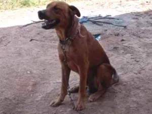 Cachorro raça SRD-ViraLata idade 6 ou mais anos nome Max