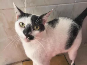 Gato raça SRD-ViraLata idade 3 anos nome biruta 