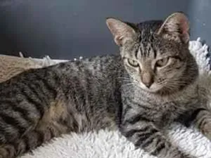 Gato raça SRD-ViraLata idade 2 a 6 meses nome Mia 