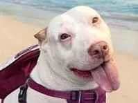 Cachorro raça Pit-Bull idade 5 anos nome Pandora 
