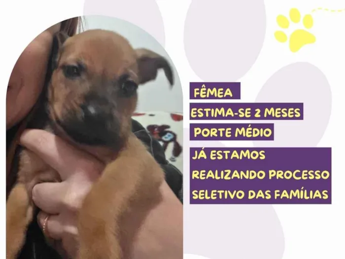 Cachorro raça SRD-ViraLata idade 2 a 6 meses nome Oceane