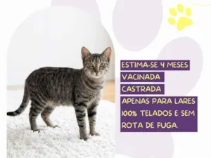 Gato raça SRD-ViraLata idade 2 a 6 meses nome Mia
