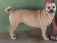 Bela