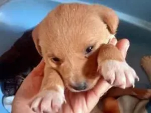 Cachorro raça SRD-ViraLata idade 2 a 6 meses nome marrom e branquinha