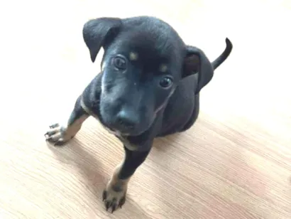 Cachorro raça SRD-ViraLata idade Abaixo de 2 meses nome Blaze