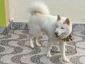Cachorro raça SRD-ViraLata idade 3 anos nome Luke
