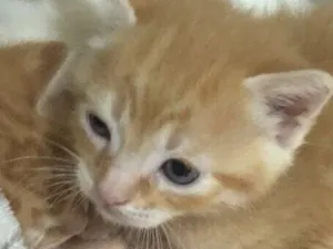 Gato raça SRD-ViraLata idade 2 a 6 meses nome Laranjinha 