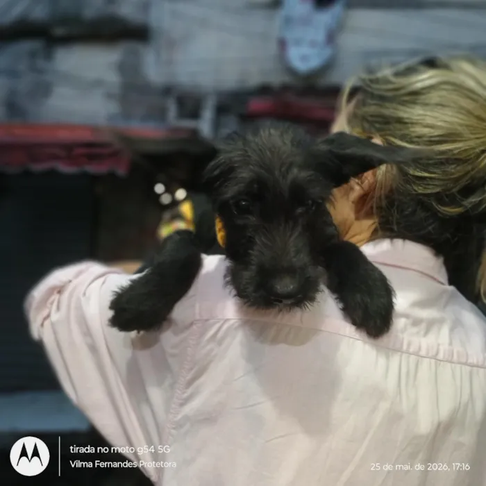 Cachorro raça SRD-ViraLata idade 2 a 6 meses nome Tobias 