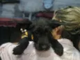 Tobias 