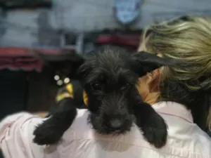Cachorro raça SRD-ViraLata idade 2 a 6 meses nome Tobias 