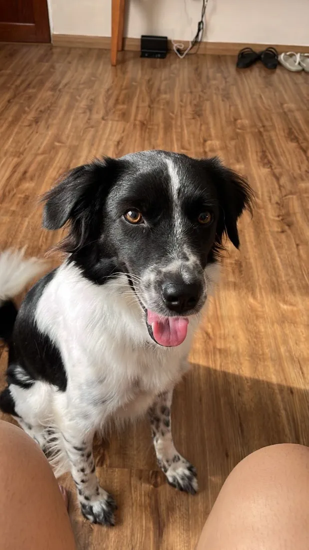 Cachorro raça SRD-ViraLata idade 1 ano nome Kenobi