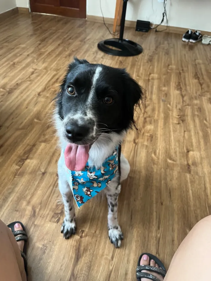 Cachorro raça SRD-ViraLata idade 1 ano nome Kenobi