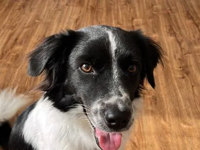 Cachorro raça SRD-ViraLata idade 1 ano nome Kenobi