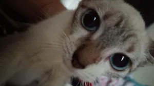 Gato raça SRD-ViraLata idade 2 a 6 meses nome Marie