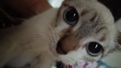 Gato raça SRD-ViraLata idade 2 a 6 meses nome Marie