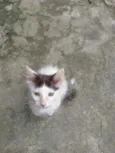 Gatinho Hamster