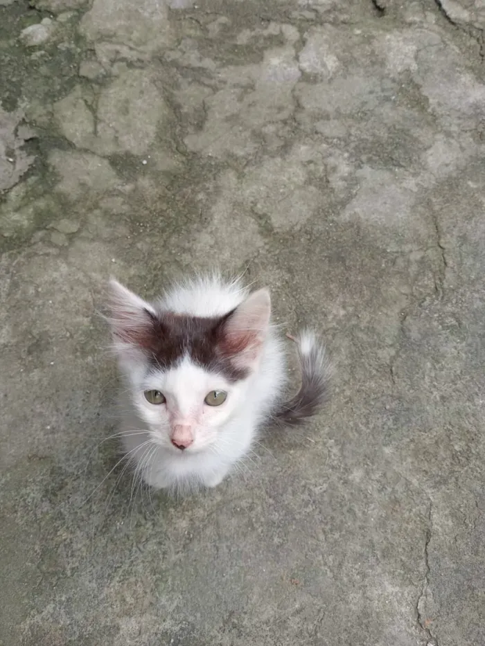 Gato raça SRD-ViraLata idade 2 a 6 meses nome Gatinho Hamster