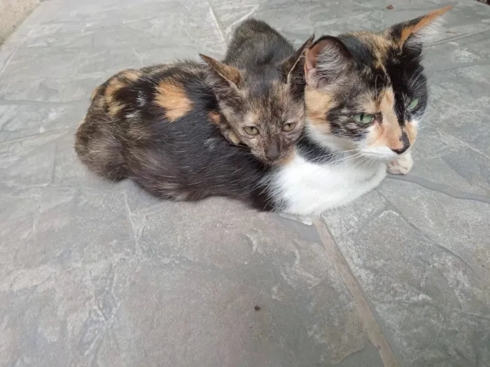 Gato raça SRD-ViraLata idade 2 a 6 meses nome Macaquinha