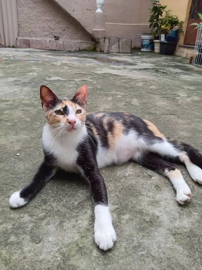 Gato raça SRD-ViraLata idade 7 a 11 meses nome Pintadinha