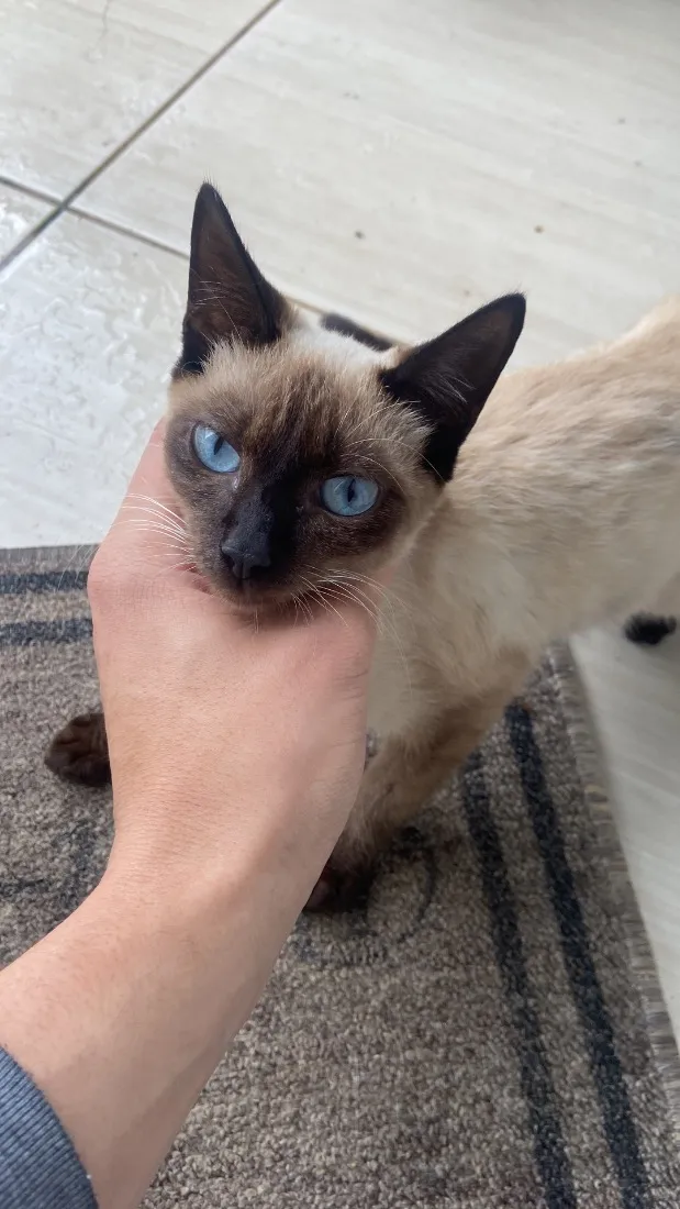 Gato raça Siamês idade 2 a 6 meses nome Nao sabemos 