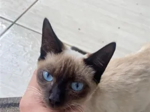 Gato raça Siamês idade 2 a 6 meses nome Nao sabemos 