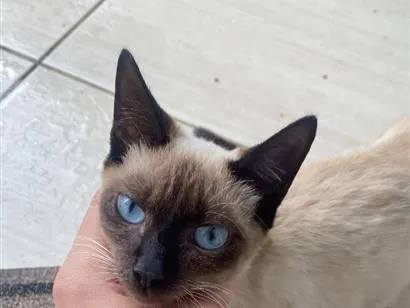 Gato raça Siamês idade 2 a 6 meses nome Nao sabemos 