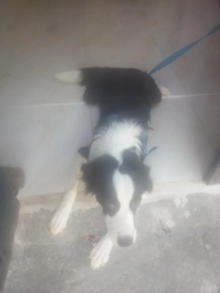Cachorro raça SRD-ViraLata idade 7 a 11 meses nome Duque