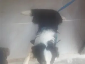 Cachorro raça SRD-ViraLata idade 7 a 11 meses nome Duque