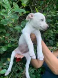 Pipoca