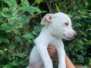 Cachorro raça SRD-ViraLata idade 2 a 6 meses nome Pipoca