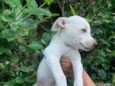 Pipoca