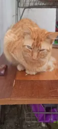 Léo